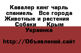 Кавалер кинг чарль спаниель - Все города Животные и растения » Собаки   . Крым,Украинка